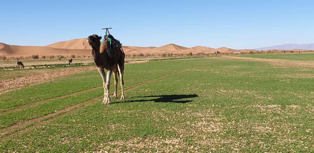 Chegaga Desert Trips Camp M'Hamid Eksteriør billede